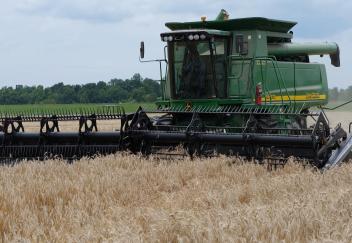 Wheat harvest good despite weather challenges